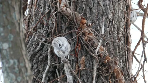 A flying squirrel that devours nuts on a branch. Video stock 159127995