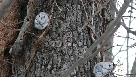 A flying squirrel that devours nuts on a branch. Stock Footage 159128032