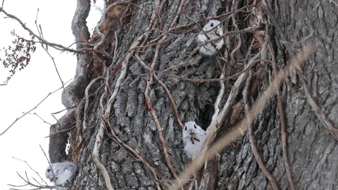 A flying squirrel that devours nuts on a branch. Video stock 159128040