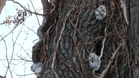 A flying squirrel that devours nuts on a branch. Video stock 159128114