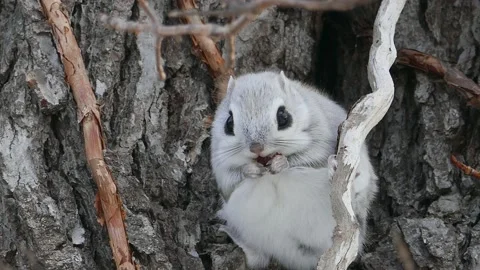 A flying squirrel that devours nuts on a branch. Video stock 159128125