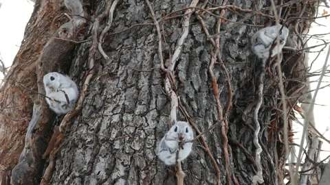 A flying squirrel that devours nuts on a branch. Video stock 159128132