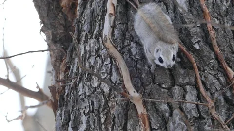 A flying squirrel that devours nuts on a branch. Video stock 159128136