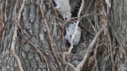 A flying squirrel that devours nuts on a branch. Video stock 159128185