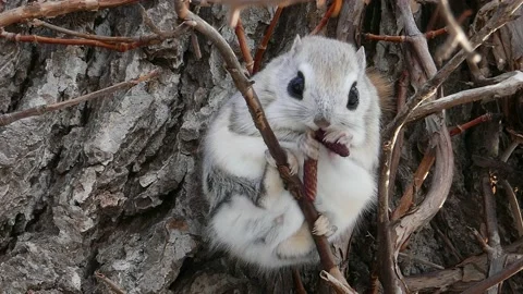 A flying squirrel that devours nuts on a branch. Video stock 159128213