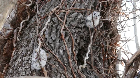 A flying squirrel that devours nuts on a branch. Video stock 159128224