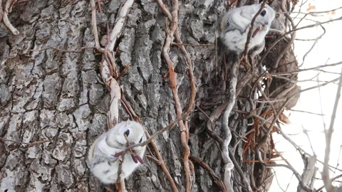 A flying squirrel that devours nuts on a branch. Video stock 159128240
