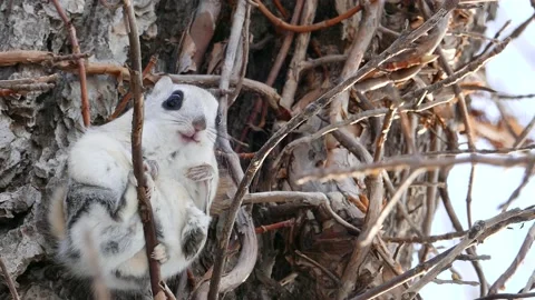 A flying squirrel that devours nuts on a branch. Video stock 159128259