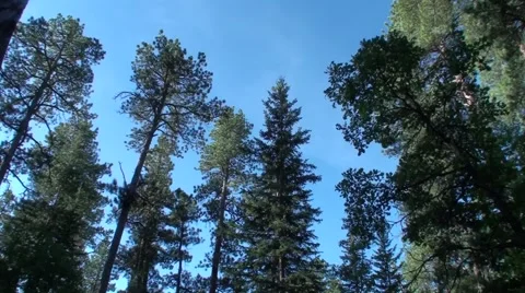 Flying Squirrel Flying Gliding Coasting in Black Hills Pine Forest in Fall Stock Footage 43125387