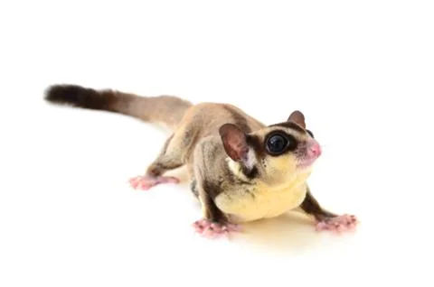 Flying squirrel isolated on white Stock Photos