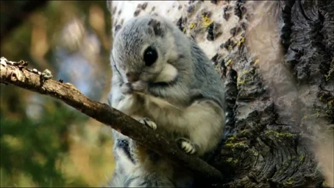 Flying squirrel. It looks like a small short-eared squirrel Stock Footage