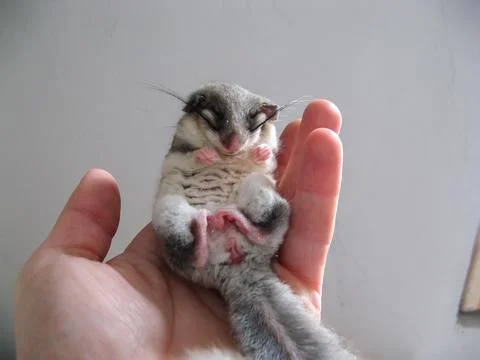 Flying squirrel - marsupial squirrel, standing on a person's hand Stock Photos
