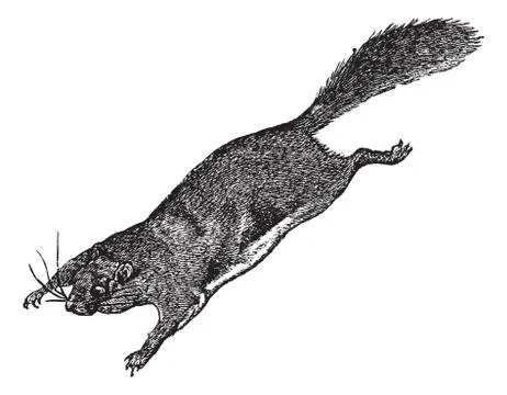 Flying Squirrel or Pteromyini or Petauristini, vintage engraving Stock Illustration