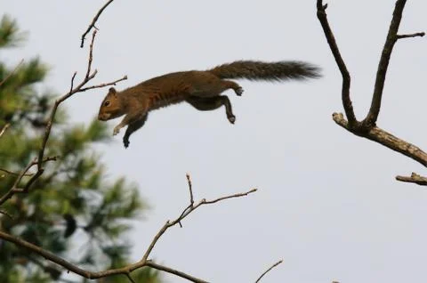Flying squirrel Stock Photos