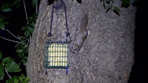 Flying squirrel on the side of a tree at night by feeder. Stock-Footage 73604095