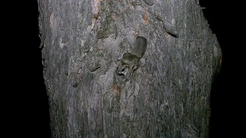 Flying squirrel on the side of a tree at night. Stock-Footage 73604213
