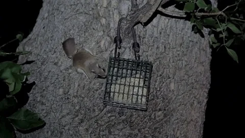 Flying squirrel on the side of a tree at night by suet feeder. Video stock 73604432