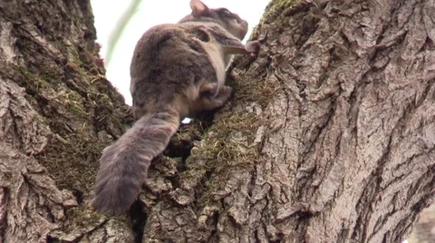 Flying squirrel sitting in a tree Stock Footage 58951360