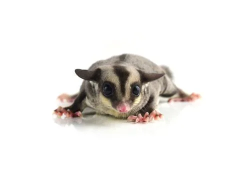 Flying squirrel, Sugarglider isolated on white Stock Photos
