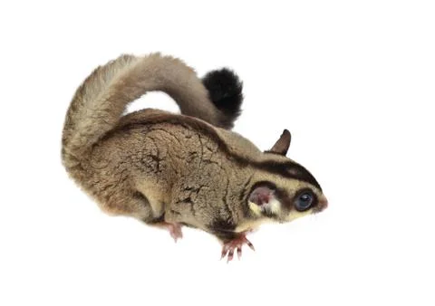 Flying squirrel, sugarglider Stock Photos