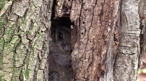 Flying squirrel very close hiding in the hollow of a tree forest nature wildlife Video stock 58951706