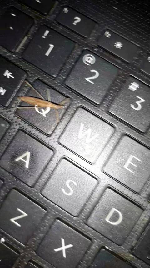 Flying  stick sitting bug on laptop Stock Footage 215696224