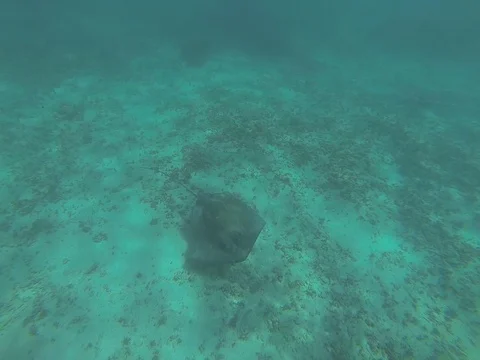 Flying stingray Stock Footage 101450531