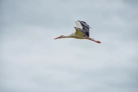 Flying Stork. Cloudy Blue Sky in Background Stock Photos