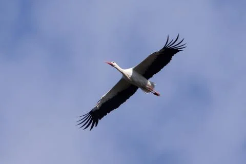 Flying stork in flight Stock Photos