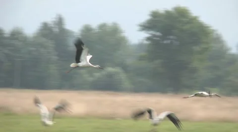 Flying stork Stock Footage 8752348