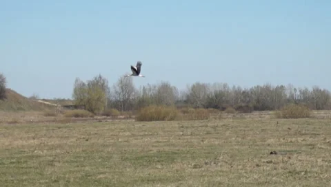 Flying stork 動画素材 36917665