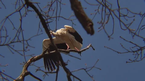 Flying stork 스톡 동영상 49222565