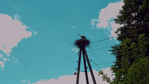 Flying stork Stock Footage 77146671