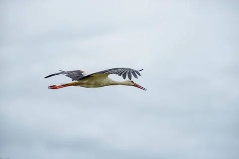 Flying Stork over the Forest. Cloudy Blue Sky. Stock Photos