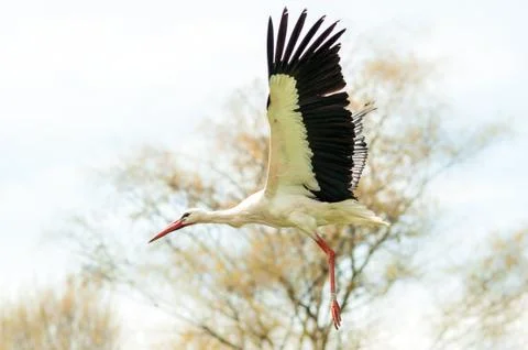 Flying stork Foto stock