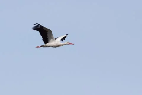 Flying stork Stock Photos