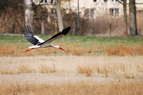 Flying Stork Stock Photos