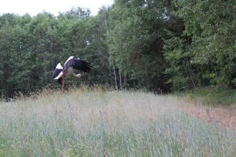 Flying Stork Stock Photos