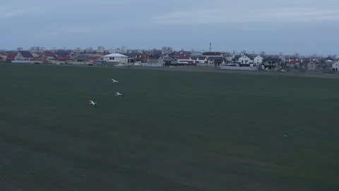Flying storks over the field Stock Footage 129104597