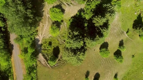 Flying straight down over a tree 動画素材 136423389