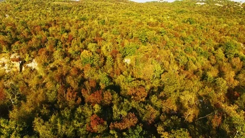 Flying on stunning colorful autumn fall forest. Drone Aerial View Concept. Stock Footage 80765513