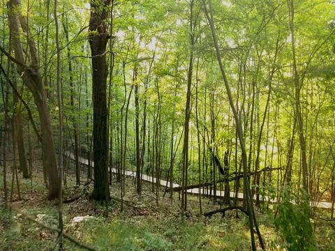 Flying into sunny forest Stock Footage 78143543