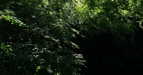 Flying in a sunny forest Stock Footage 205373276