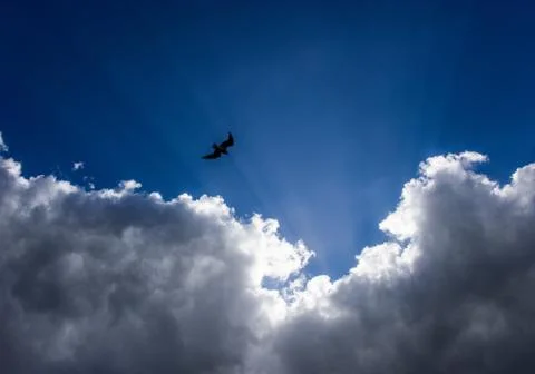 Flying to the sunray Stock Photos