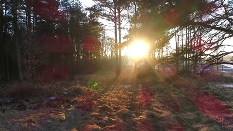 Flying at sunset on a beautiful quiet coniferous forest with tall pines. Stock Footage 72665743