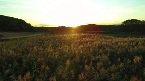 Flying sunset over the river Stock Footage 168982409