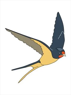 Flying swallows. Stock Illustration