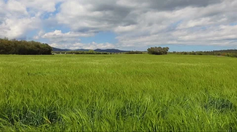 Flying with swallows over  wheat field 스톡 동영상 62741922
