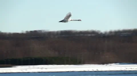 Flying swan Video stock 22244712