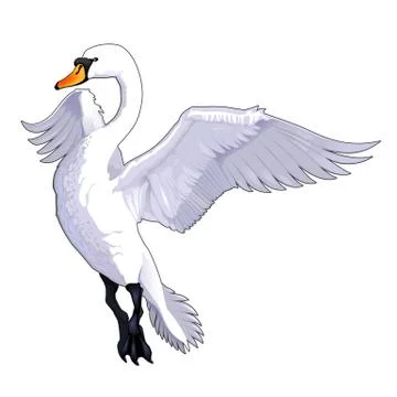 Flying swan. Stock Illustration